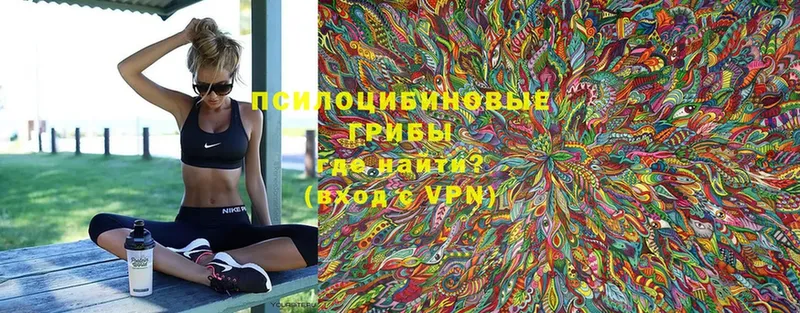 что такое   Назарово  Галлюциногенные грибы Psilocybine cubensis 